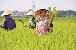 Xây dựng văn hóa nông dân trong kỷ nguyên mới