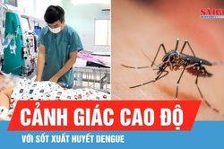 TPHCM bước vào giai đoạn cảnh giác cao độ với sốt xuất huyết Dengue
