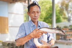 Gầy dựng cơ nghiệp tiền tỷ nhờ nuôi cá chình bằng vi sinh