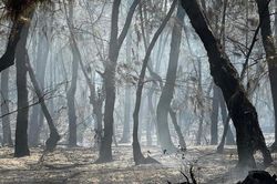 Kịp thời khống chế vụ cháy rừng phòng hộ ven biển Quảng Ngãi