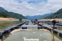 Nắng nóng kéo dài, cá tầm trên hồ thủy điện Bắc Hà chết la liệt