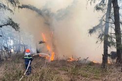 Cháy lớn rừng phòng hộ ven biển ở Quảng Ngãi