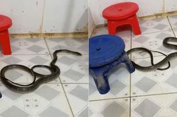 Rắn 1,5m bò vào nhà rồi mất dấu, gia đình ở Đồng Nai thấp thỏm cả đêm và cái kết
