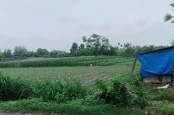 Tòa án nhân dân TP. Hồ Chí Minh sắp xử sơ thẩm vụ án giấy tờ đất đai suốt 3 năm 'không đăng bộ được'