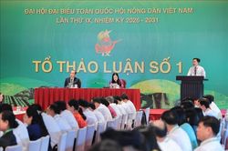 Đại hội IX Hội Nông dân Việt Nam: Các đại biểu thảo luận tại tổ