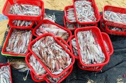 Thức trắng đêm săn 'lộc biển', ngư dân thu tiền triệu mỗi chuyến