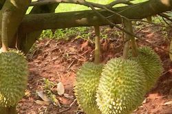 'Thủ phủ sầu riêng' mới rộng lớn bậc nhất Đông Nam Bộ vào vụ thu hoạch