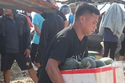 Dưa hấu Thác Bà được giá, thương lái tranh thủ thu mua từ rạng đông