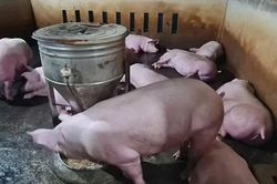 Giá heo hơi ngày 7/6: Xu hướng giảm tiếp tục diễn ra trên phạm vi cả nước