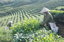 Xây dựng thương hiệu nông sản từ những mô hình kinh tế tập thể