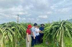 Nguyệt Ấn nỗ lực 'xóa trắng' sản phẩm OCOP