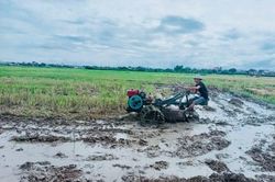 Nông dân hối hả xuống đồng gieo cấy lúa vụ Mùa