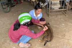 Một vai nhiều gánh