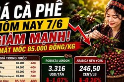 Giá cà phê hôm nay 7/6: Tây Nguyên mất thêm 600 đồng/kg