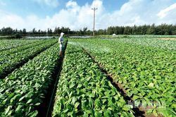 Ninh B&igrave;nh x&acirc;y dựng nền n&ocirc;ng nghiệp sinh th&aacute;i, hiện đại, bền vững: (B&agrave;i 1)-Ng&agrave;nh N&ocirc;ng nghiệp tỉnh khắc ghi lời B&aacute;c dạy