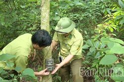 Nỗ lực bảo tồn đa dạng sinh học tại Vườn Quốc gia Tam Đảo
