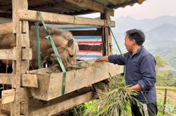 Phát triển chăn nuôi gia súc, tạo sinh kế bền vững ở vùng cao