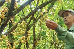 Lão nông làm du lịch từ vườn dâu tiên