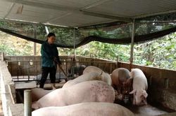 Chị Mông Thị Ngân vượt khó làm kinh tế giỏi