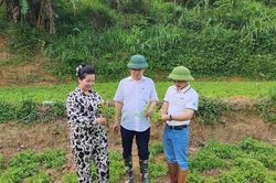 Hợp tác xã Nà Pò thử nghiệm hướng đi mới trồng cây Thạch đen dưới ruộng