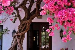 Cách đơn giản để hoa giấy nở rực rỡ quanh năm