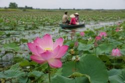 Tháng Sáu về Đồng Tháp nghe Sen kể chuyện