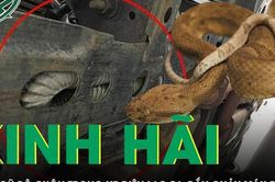 Người đàn ông bị rắn ngũ bộ cuộn trong xe điện lao ra cắn chảy máu bàn tay