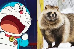 Không phải chồn, đây mới là loài vật mà mèo máy Doraemon hay bị lầm tưởng