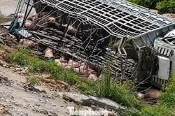 Xe tải chở gia súc mất lái trên cao tốc, thiệt hại hơn nửa tỷ đồng