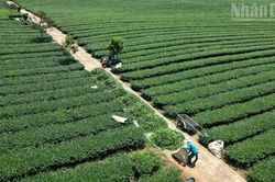 Rà soát toàn diện đất đai tại Vinatea Mộc Châu sau phản ánh của Báo Nhân Dân