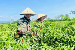 Nông dân trồng ớt lúng túng tìm lối ra