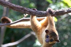 Con vật mang biệt hiệu 'khỉ giả danh gấu mèo' của rừng nhiệt đới châu Mỹ