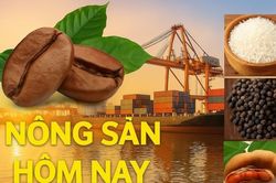 Giá nông sản hôm nay 8/6/2026: Giá cà phê giảm sâu liên tiếp, áp lực bán tiếp tục tăng mạnh; Giá dầu tăng vọt, OPEC+ có thể sắp quyết tăng nguồn cung