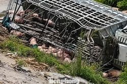 Xe tải chở gia súc mất lái trên cao tốc qua Huế, thiệt hại nửa tỉ đồng