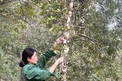 Cao Bằng: Tuy&ecirc;n truyền s&acirc;u rộng, x&oacute;a 'v&ugrave;ng l&otilde;m' th&ocirc;ng tin l&acirc;m nghiệp