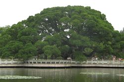 Cây đa khổng lồ cao 20m, che bóng mát cho cả nghìn người