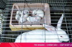 Một dư địa kinh tế khác ở Thiên Cầm