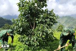Bộ đội Biên phòng đồng hành xây dựng nông thôn mới vùng biên