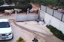 Bò mẹ nổi cơn thịnh nộ giữa đường, húc chủ rồi tông ngã xe máy chở hai mẹ con
