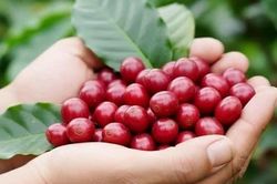 Giá nông sản ngày 8/6: Cà phê, hồ tiêu tiếp tục giảm sâu