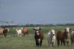 Canada bất ngờ cấm nhập gia súc từ Texas vì ký sinh trùng 'ăn thịt sống'