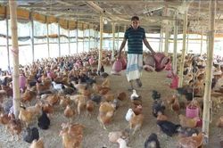 FAO cảnh b&aacute;o vấn đề kh&aacute;ng thuốc kh&aacute;ng sinh trong chăn nu&ocirc;i