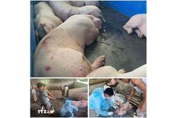 Điều tra nhóm đối tượng mua bán, tiêu thụ lợn nhiễm dịch tả lợn châu Phi
