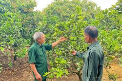 'Khoác áo mới' trên đồng đất cũ