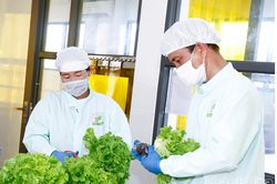 Lấy ý kiến về xây dựng vùng sản xuất rau an toàn
