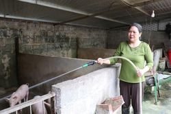 Chống nóng cho vật nuôi