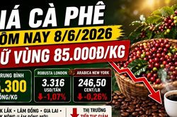 Giá cà phê hôm nay 8/6: Tây Nguyên neo thấp quanh 85.000 đồng/kg