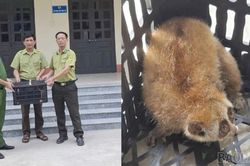 Công an xã Cốc San kịp thời giải cứu một cá thể cu li nhỏ quý hiếm