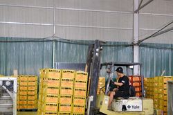 Lâm Đồng sản xuất xanh phục vụ xuất khẩu