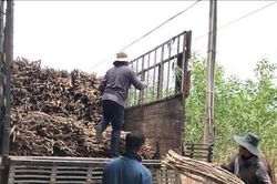 Nông dân phía Ðông Nam tỉnh trúng mì